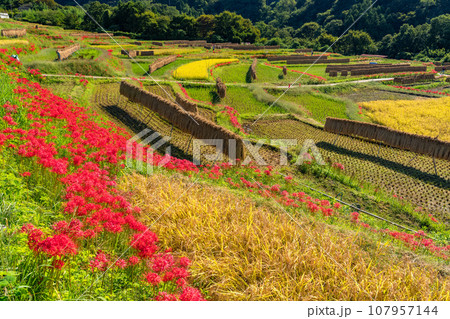 《埼玉県》秋の秩父・彼岸花満開の寺坂棚田 107957144