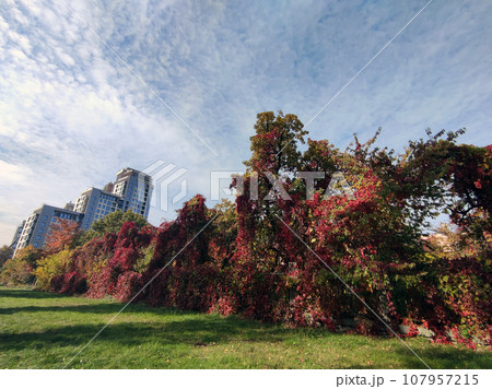 Autumn trees and the blue sky background. Bright trees in the fall and a modern house Autumn trees and the blue sky background. Bright trees in the fall and a modern house 107957215