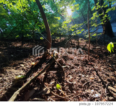 Green forest background. Nature and sun beams 107957224
