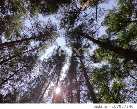 Green forest background. Nature and sun beams 107957240