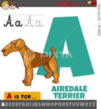 letter A from alphabet with cartoon airedale terrier dog letter A from alphabet with cartoon airedale terrier dog 107957593