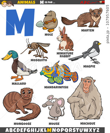 cartoon animal characters for letter M educational set 107957605