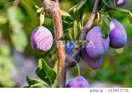 Plum on a branch 107957778