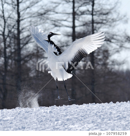 タンチョウ 107958259