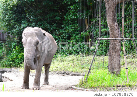 かわいいゾウのいる景色 107958270
