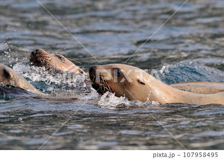 トドの群れ 107958495