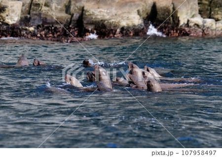 トドの群れ トドの群れ 107958497