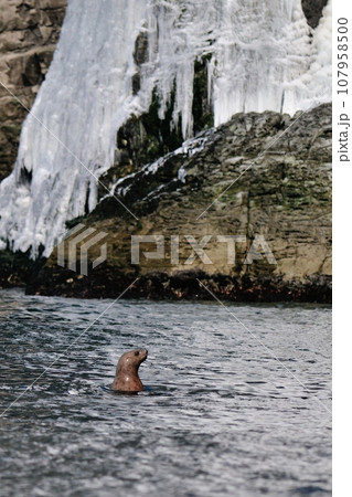 トド トド 107958500