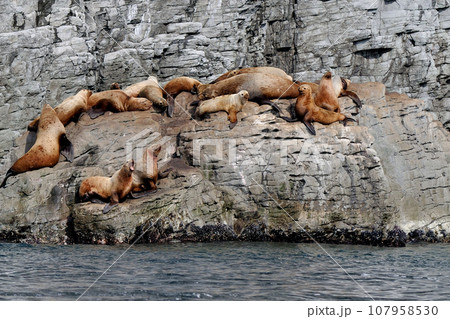 トドの群れ 107958530