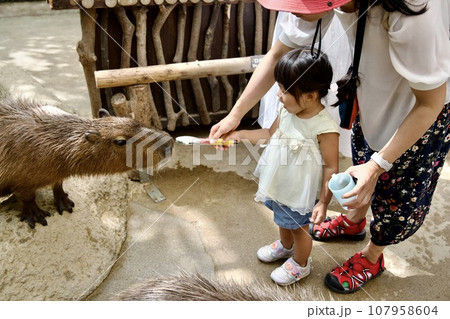 神戸どうぶつ王国のカピバラへの餌やり 神戸どうぶつ王国のカピバラへの餌やり 107958604