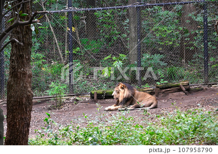 かっこいいライオン かっこいいライオン 107958790