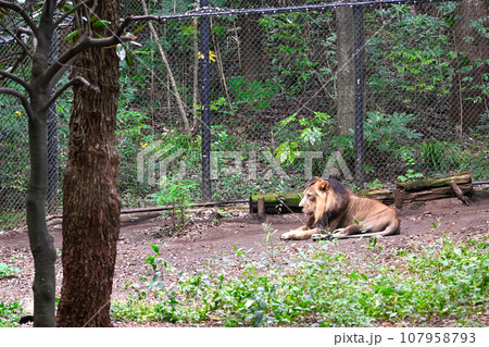 かっこいいライオン 107958793