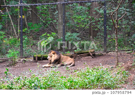 かっこいいライオン 107958794