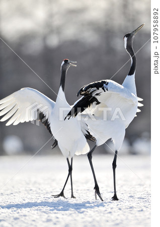 タンチョウ タンチョウ 107958892
