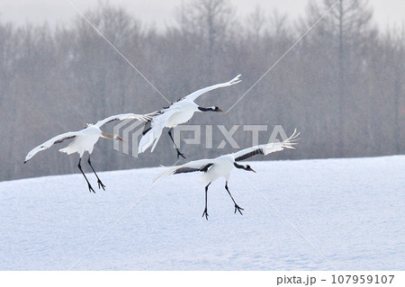 タンチョウ タンチョウ 107959107