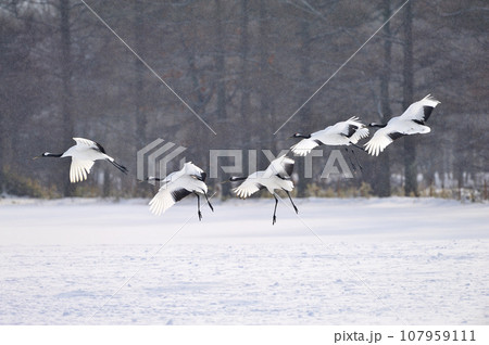 タンチョウの群れ 107959111