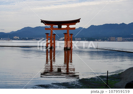 厳島神社の大鳥居（明け方） 107959159