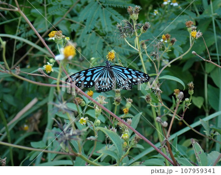 白い花にとまる蝶々、リュウキュウアサギマダラ（Ideopsis similis） 107959341