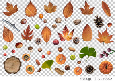透明材料，排列著落葉、橡子和秋天森林中發現的其他東西 107959902