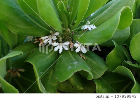 南国のクサトベラの葉と花( Scaevola taccada) 南国のクサトベラの葉と花( Scaevola taccada) 107959945