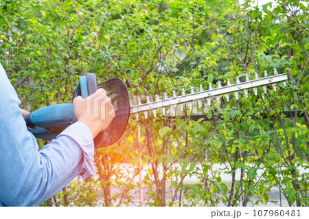 Woman taking care and growing plants, Hobby planting home garden, ornamental pruning. Woman taking care and growing plants, Hobby planting home garden, ornamental pruning. 107960481