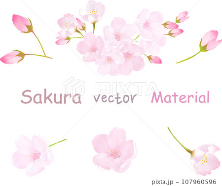 美しく華やかな桜の花の白バック背景用ベクター素材イラスト 美しく華やかな桜の花の白バック背景用ベクター素材イラスト 107960596