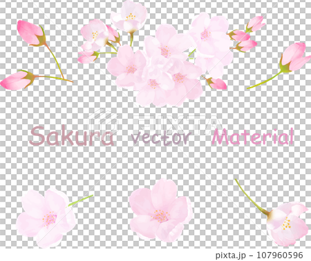 美しく華やかな桜の花の白バック背景用ベクター素材イラスト 美しく華やかな桜の花の白バック背景用ベクター素材イラスト 107960596