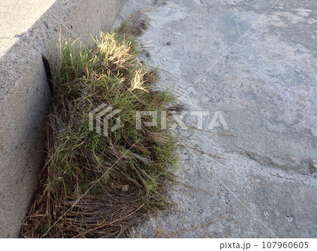 コンクリートの上に生えるシバっぽい植物 107960605