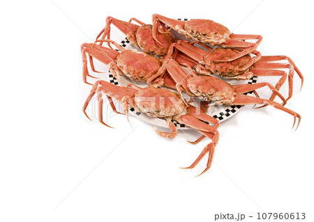茹でセイコガニ(セコカニ・香箱ガニ) 茹でセイコガニ(セコカニ・香箱ガニ) 107960613