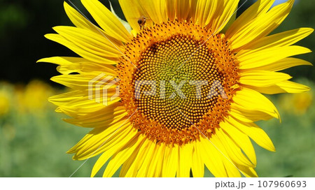 【動画あり】ひまわりの花 107960693