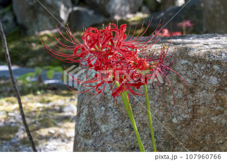 穴太寺　境内に咲く彼岸花（京都府亀岡市） 107960766