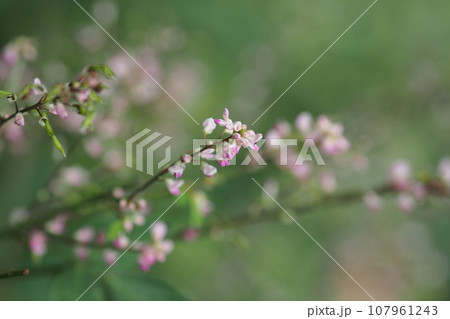 ヌスビトハギの花 107961243