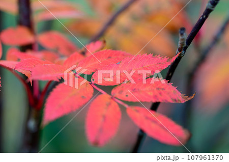 ナナカマドの美しい紅葉 107961370