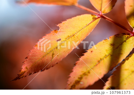 ナナカマドの美しい紅葉 ナナカマドの美しい紅葉 107961373