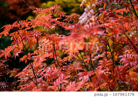 ナナカマドの美しい紅葉 ナナカマドの美しい紅葉 107961376