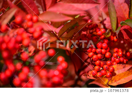 ナナカマドの美しい紅葉 107961378