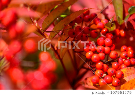 ナナカマドの美しい紅葉 107961379
