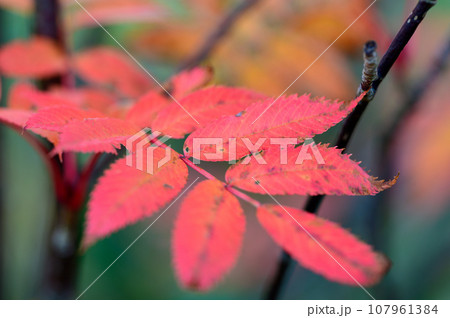 ナナカマドの美しい紅葉 107961384