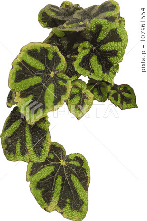 ベゴニアの葉　複数　ベクター 107961554
