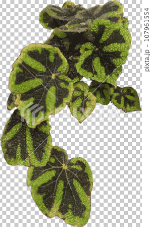 ベゴニアの葉　複数　ベクター 107961554