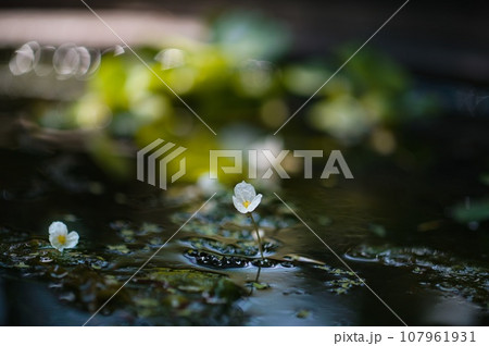 水に浮かぶ花 107961931