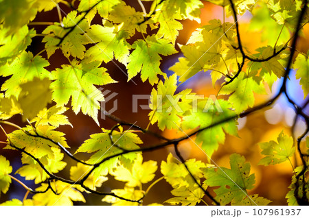 美しいカエデの紅葉 美しいカエデの紅葉 107961937