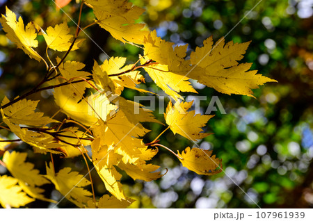 美しいカエデの紅葉 美しいカエデの紅葉 107961939