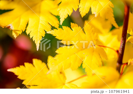 美しいカエデの紅葉 美しいカエデの紅葉 107961941