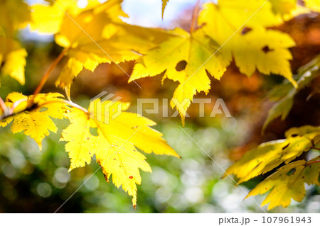 美しいカエデの紅葉 107961943