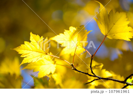 美しいカエデの紅葉 107961961