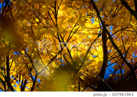 美しいカエデの紅葉 107961963
