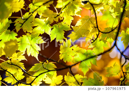美しいカエデの紅葉 美しいカエデの紅葉 107961975