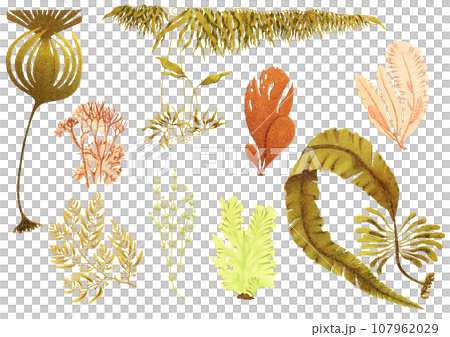 各種海藻植物繪圖集 107962029