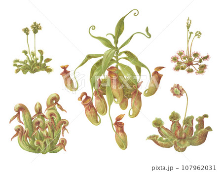 いろいろな食虫植物 植物画セット いろいろな食虫植物 植物画セット 107962031